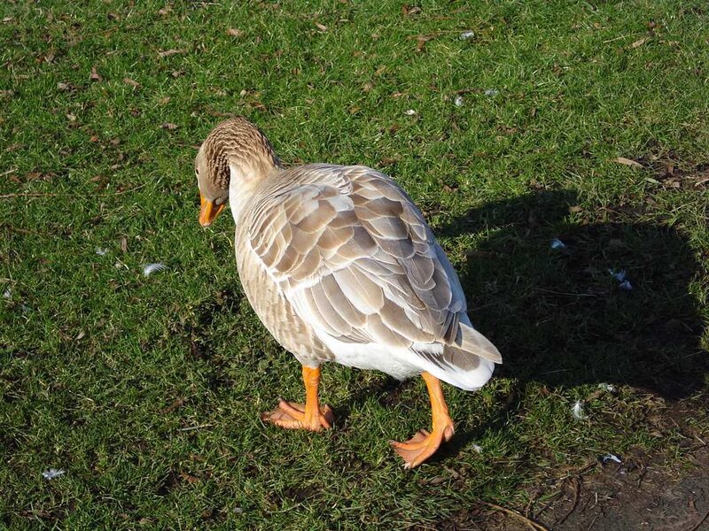 goose on green grass