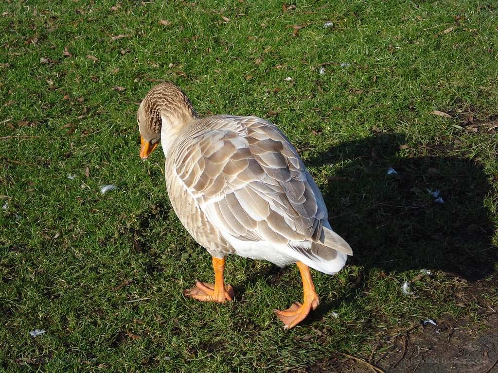 goose on green grass