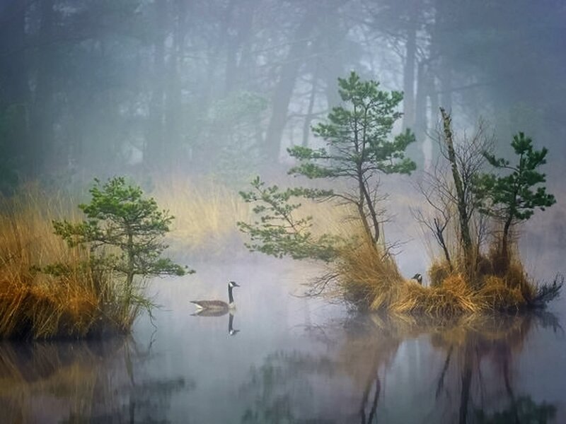 Goose on Misty Pond