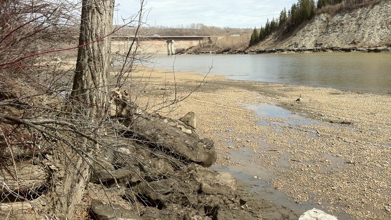 Goose on Riverbank