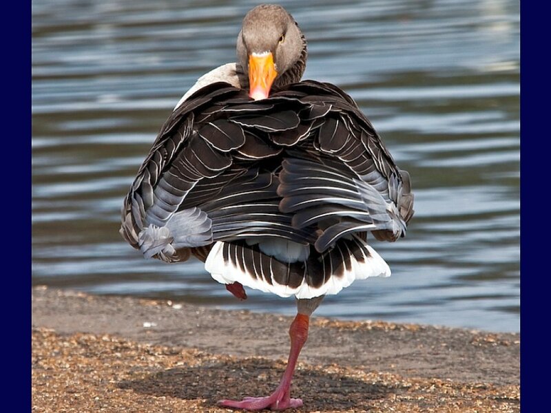 goose preening by water