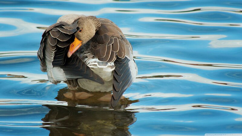 Goose Preening Feathers — Blue, Calm