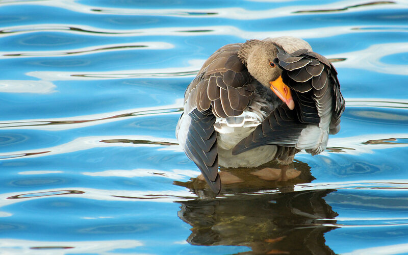Goose Preening Feathers — Blue