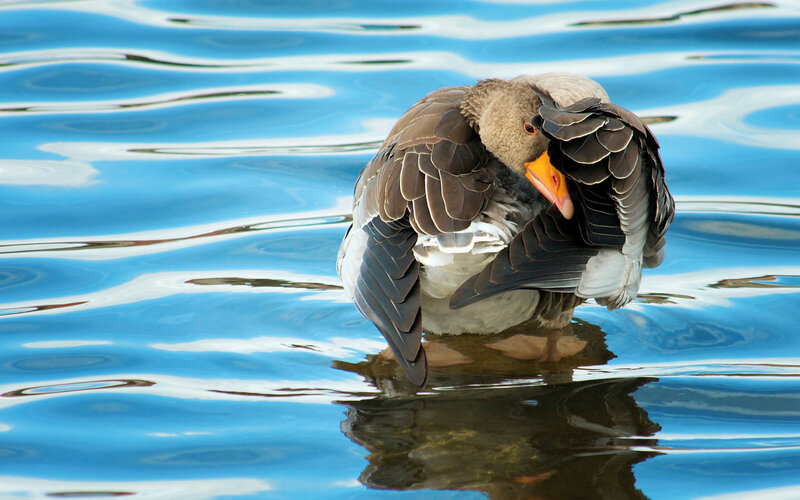 Goose Preening Feathers