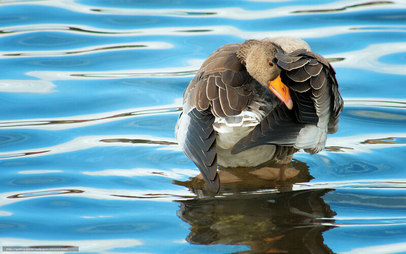 Goose Preening in Water