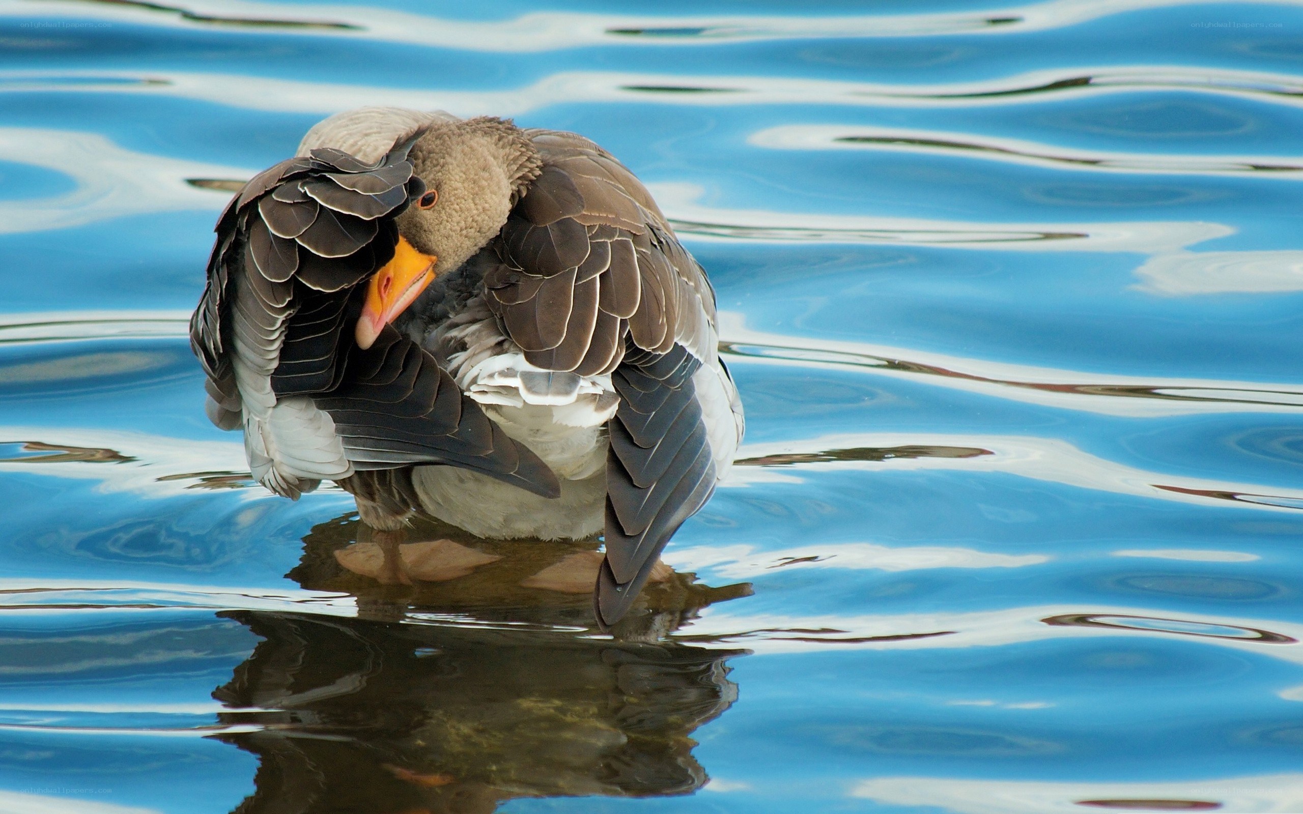 Goose preening on water