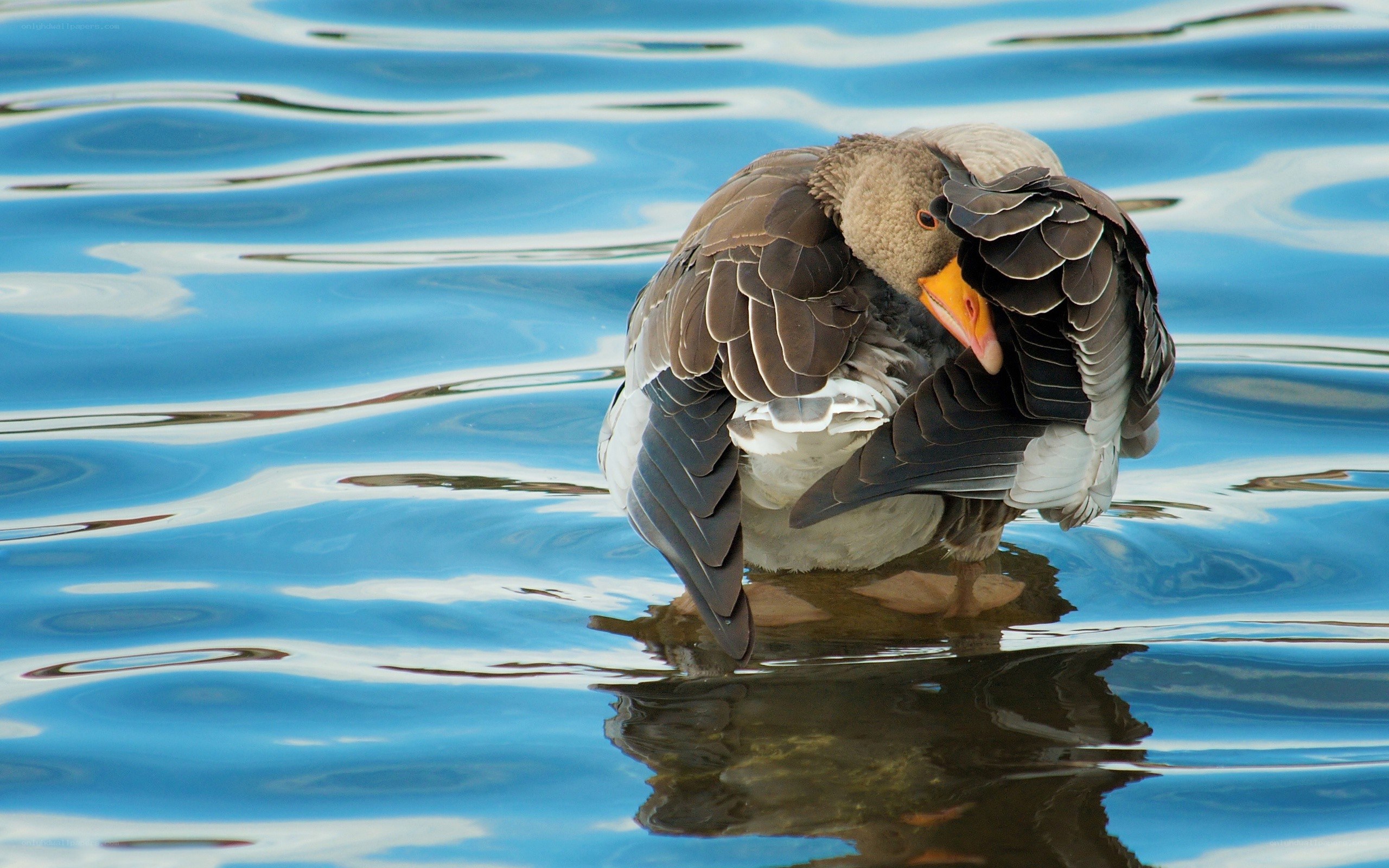goose preening on water