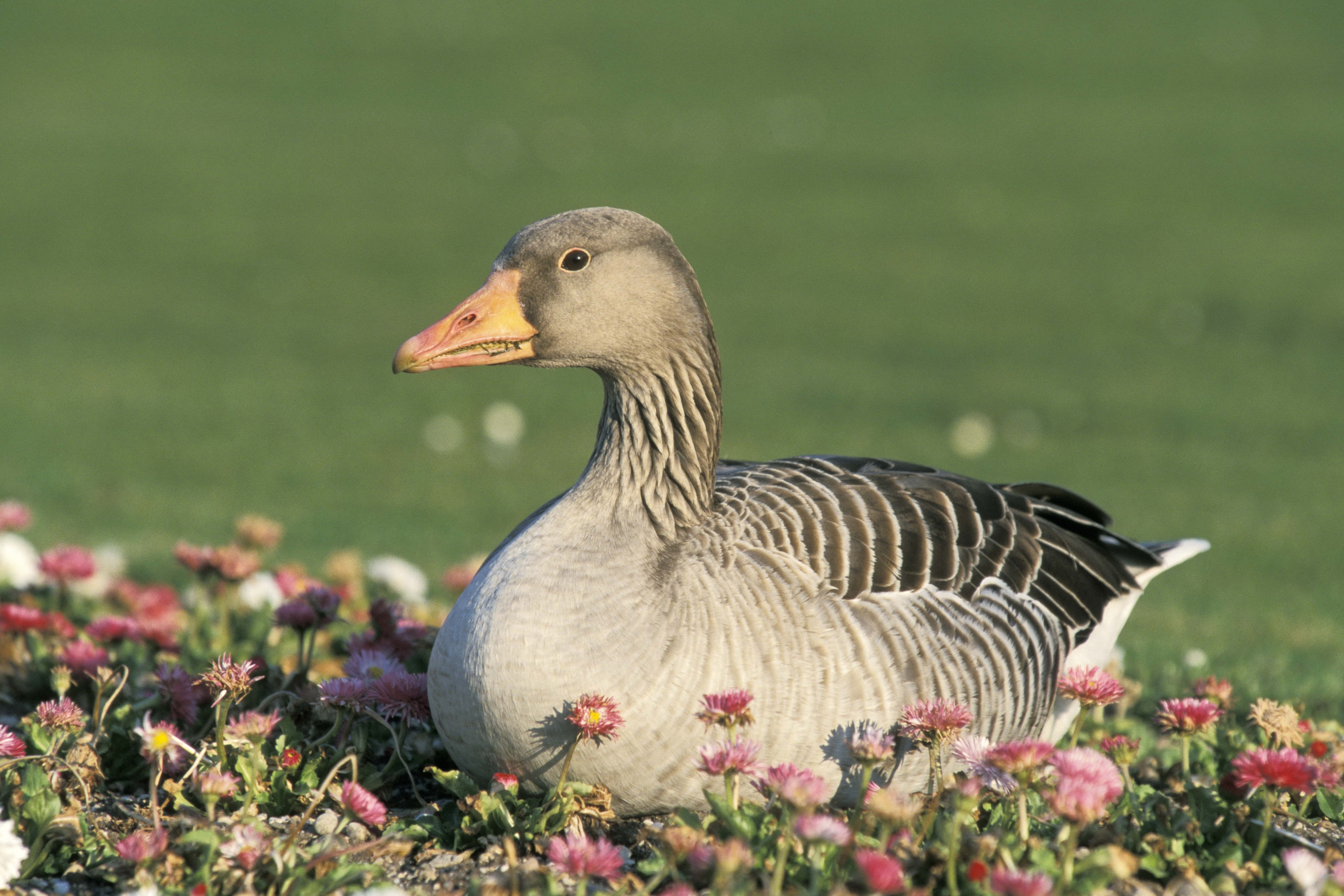 Goose resting in flowers