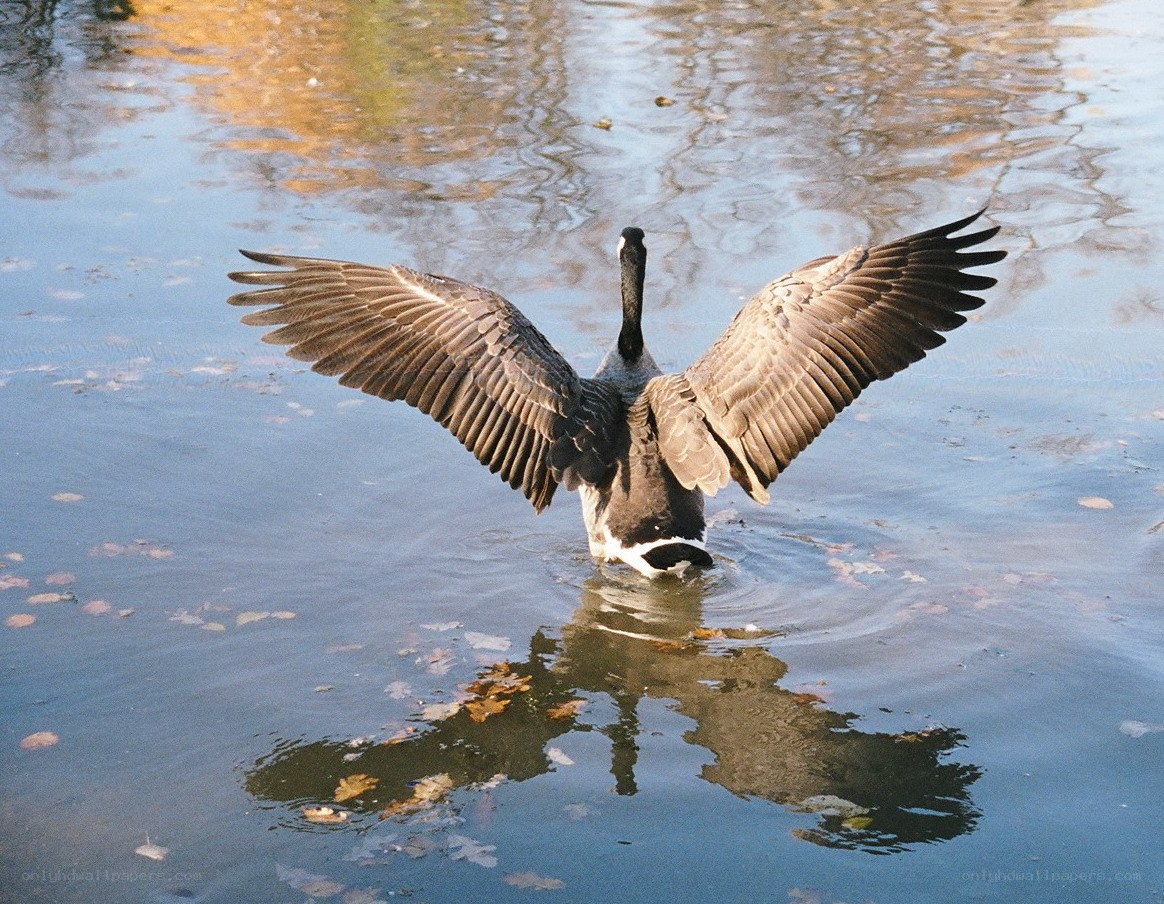Goose spreading wings on water