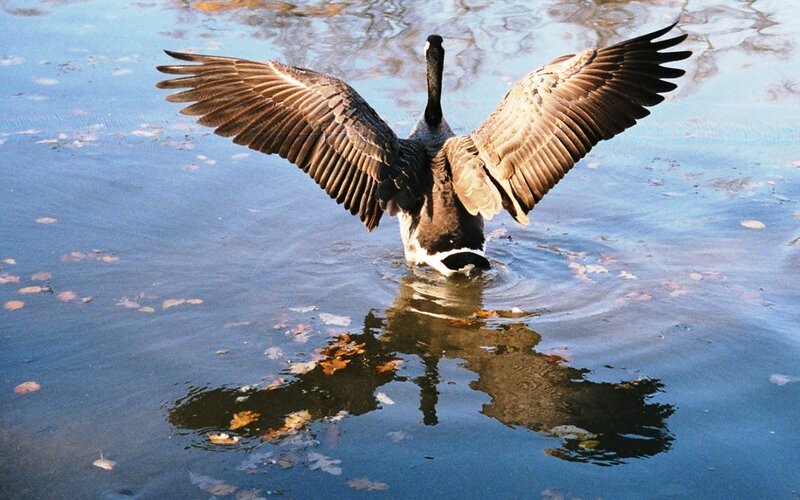 Goose Spreading Wings