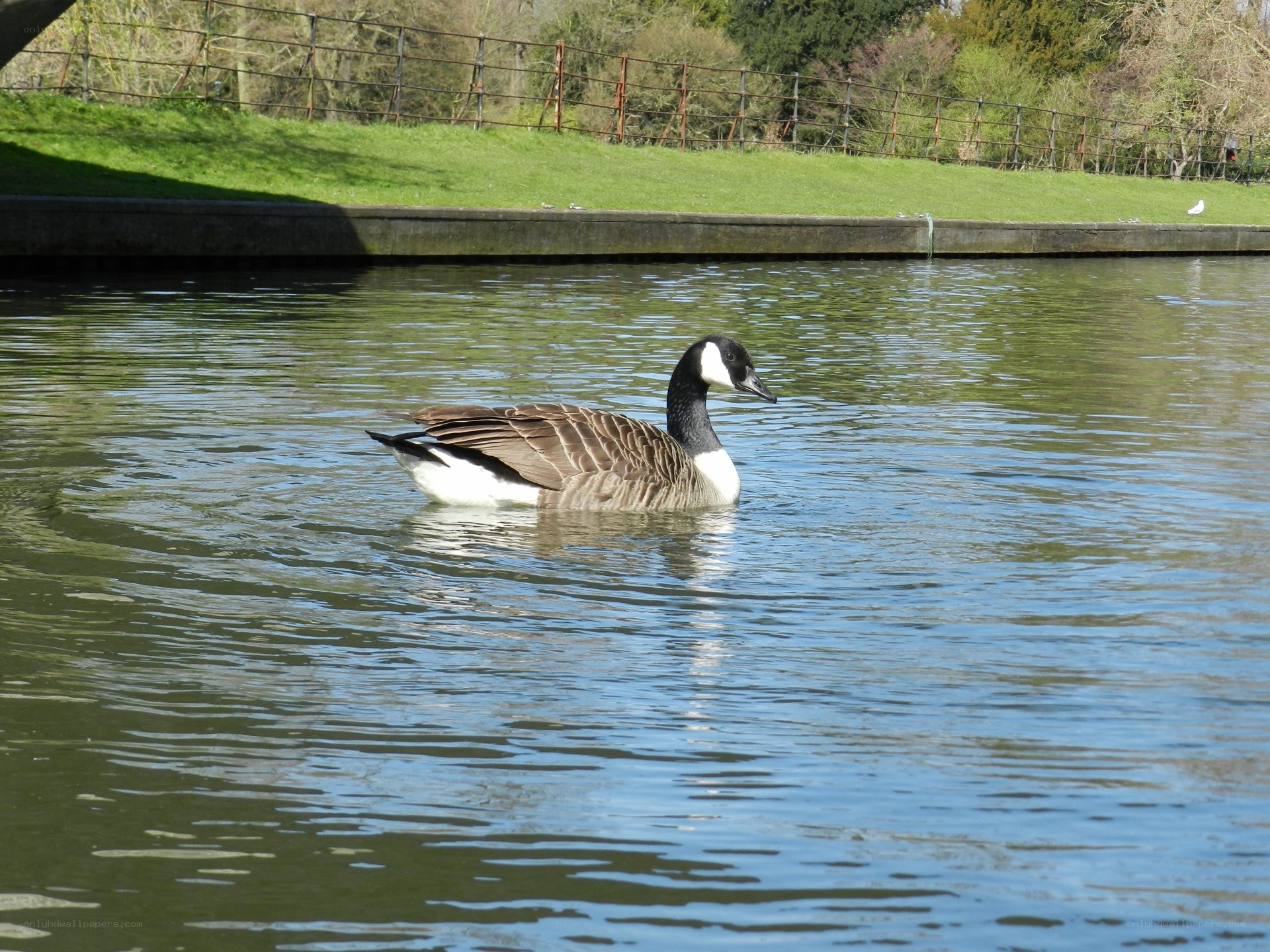 Goose swimming in a pond