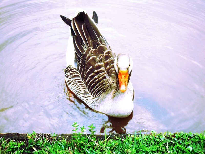 goose swimming in pond