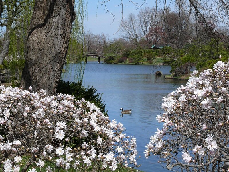 Goose Swimming in Pond — White