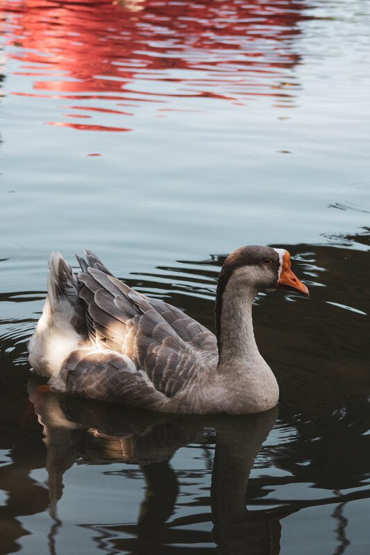 Goose Swimming in Water — Gray