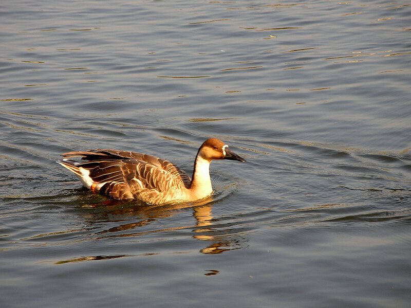 Goose Swimming in Water