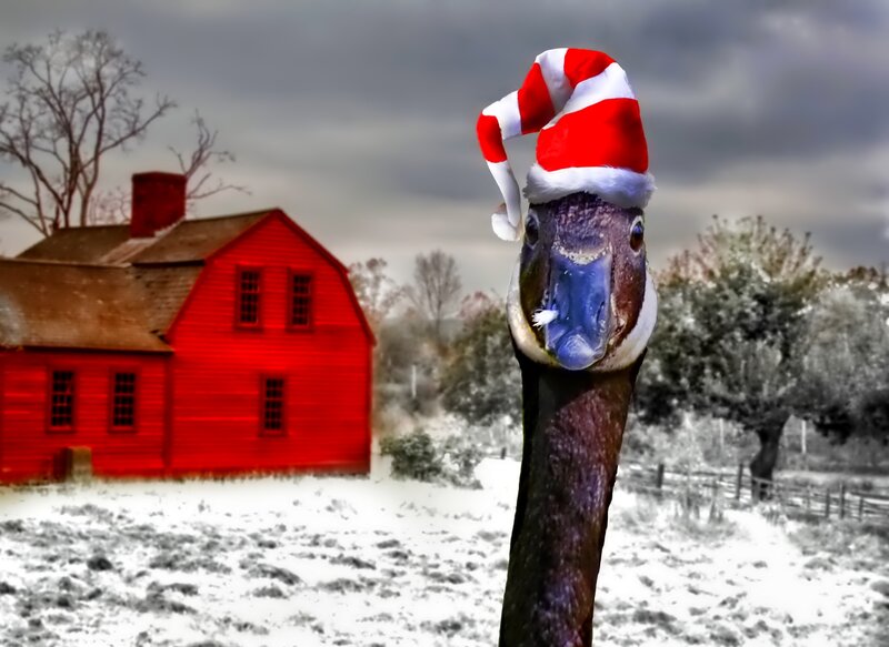 Goose Wearing Santa Hat