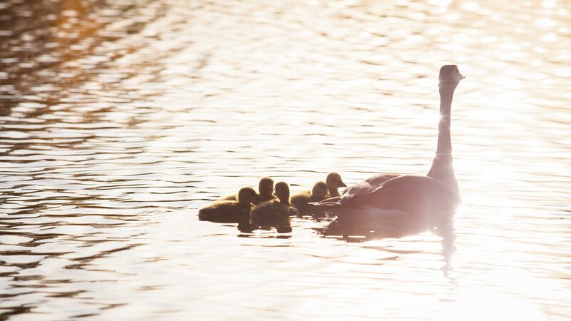 Goose with Goslings — Gold