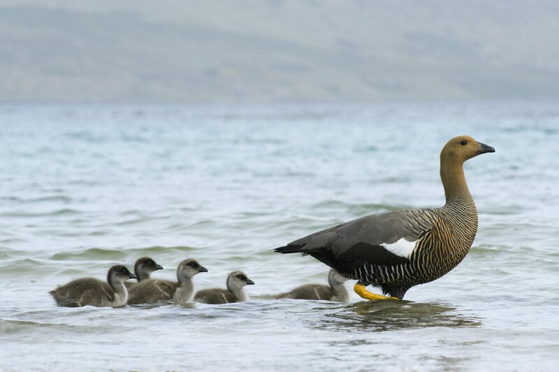 Goose with goslings in water