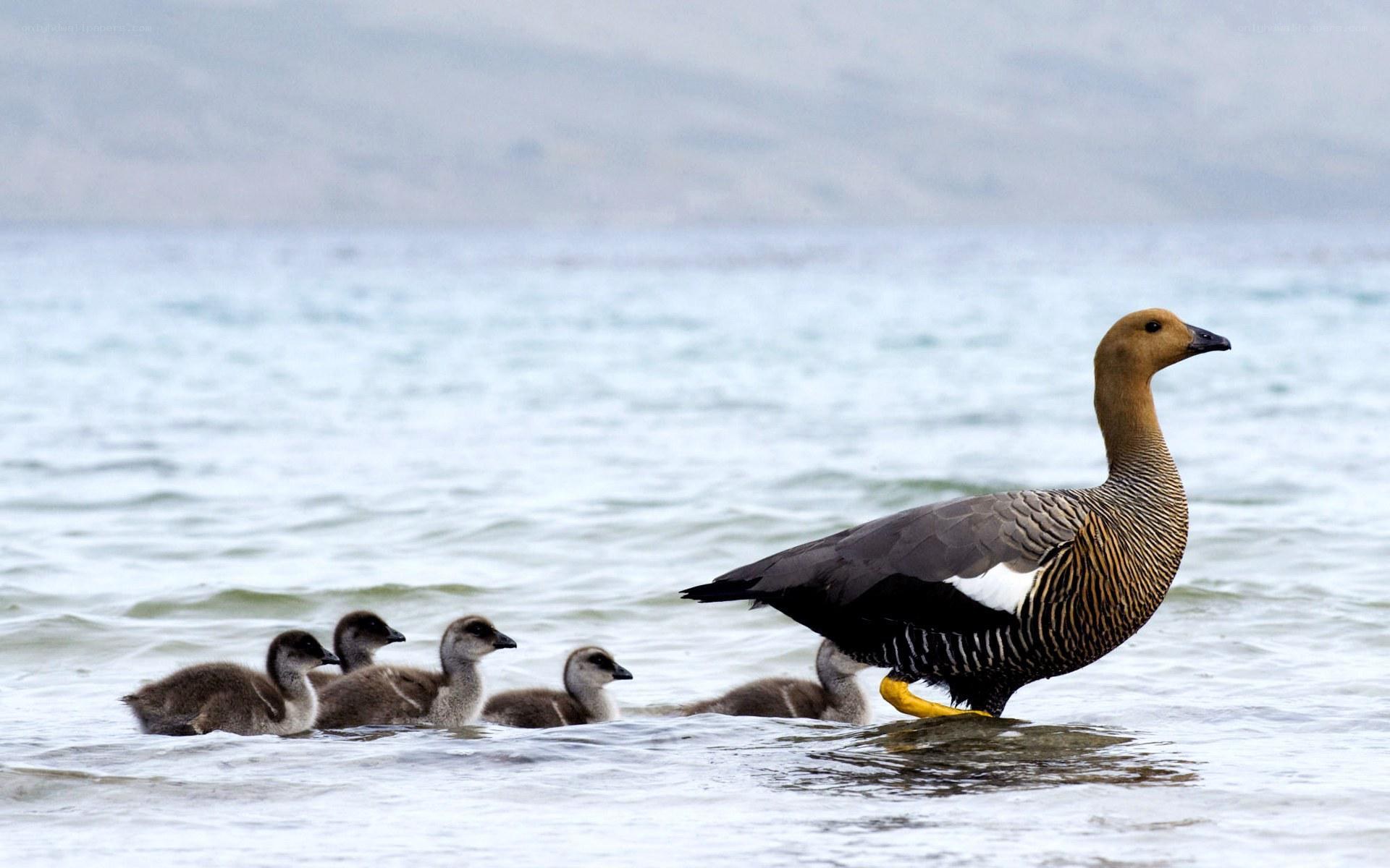 Goose with goslings in water