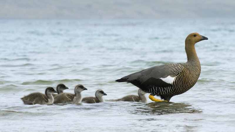 Goose with goslings in water