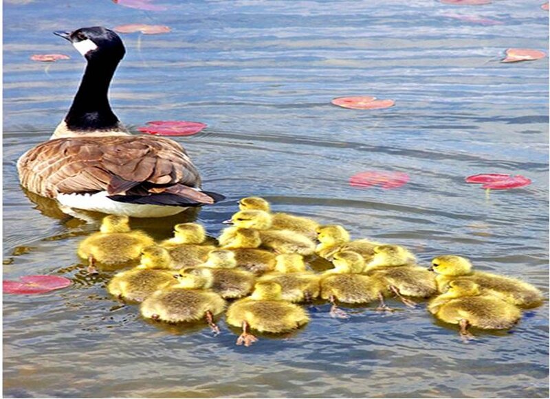 Goose with goslings on water