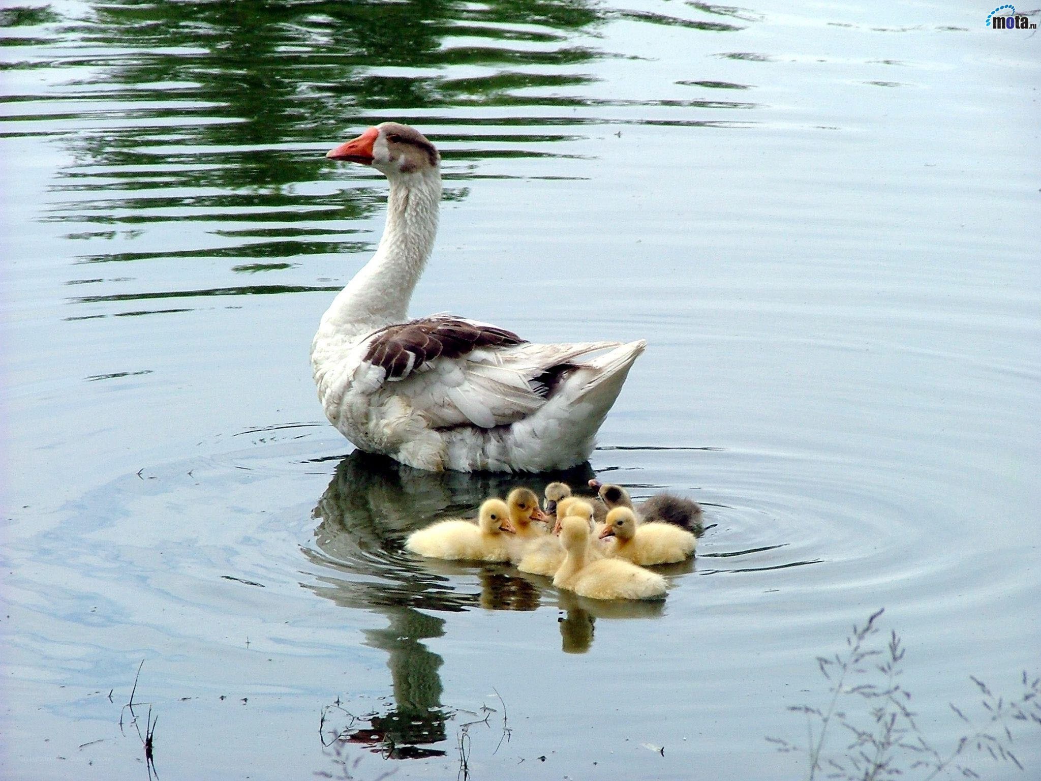 Goose with goslings on water