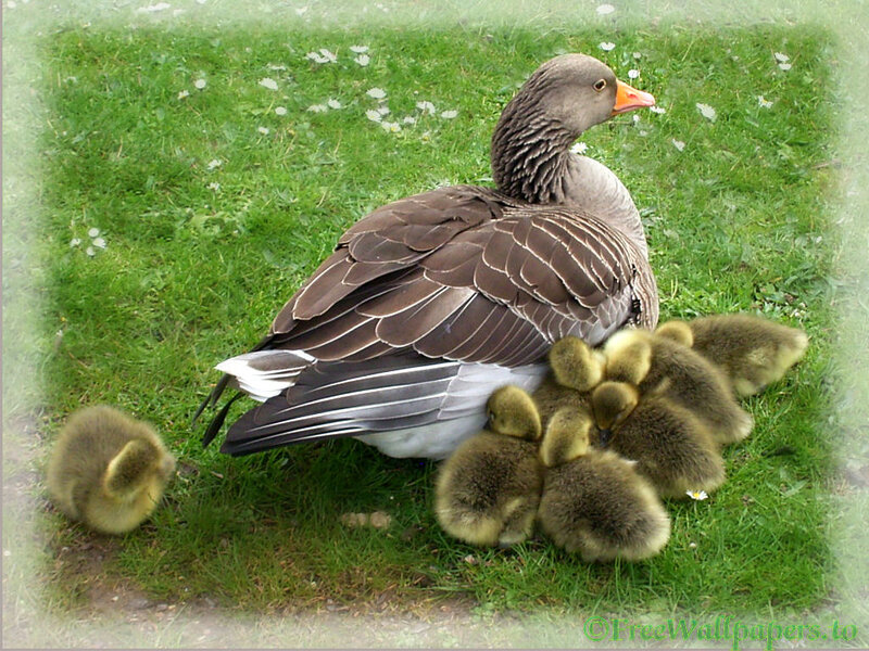 Goose with Goslings