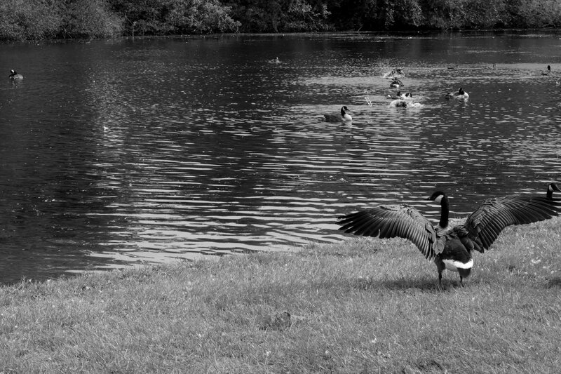 Goose with Spread Wings