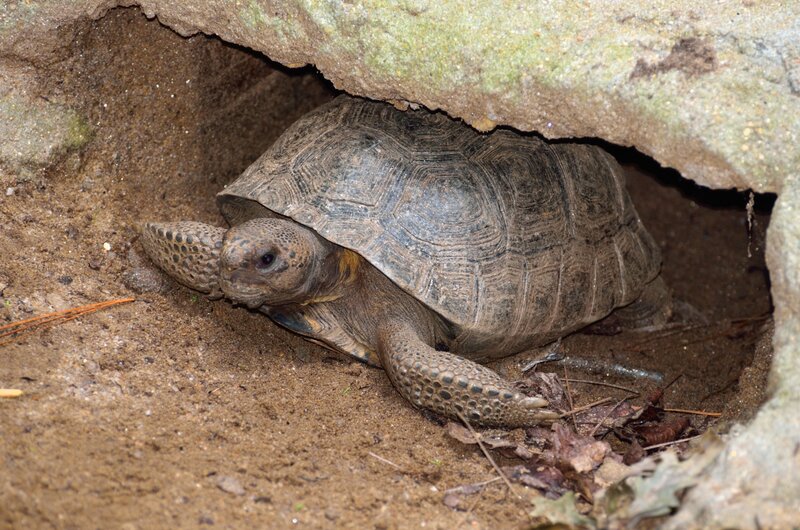 Gopher Tortoise in Burrow