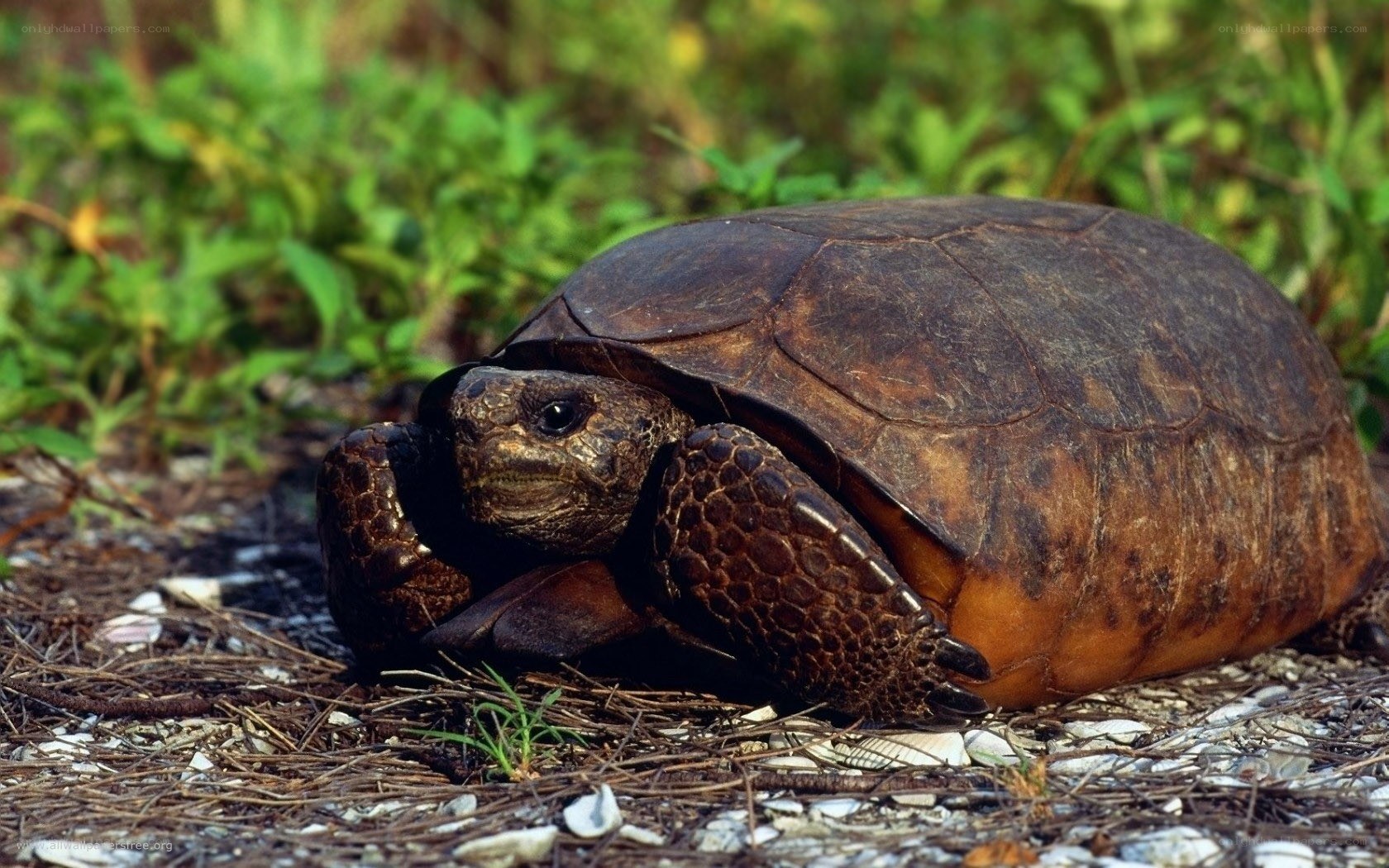 Gopher tortoise in natural habitat