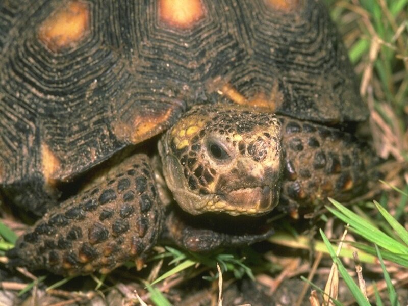 Gopher Tortoise