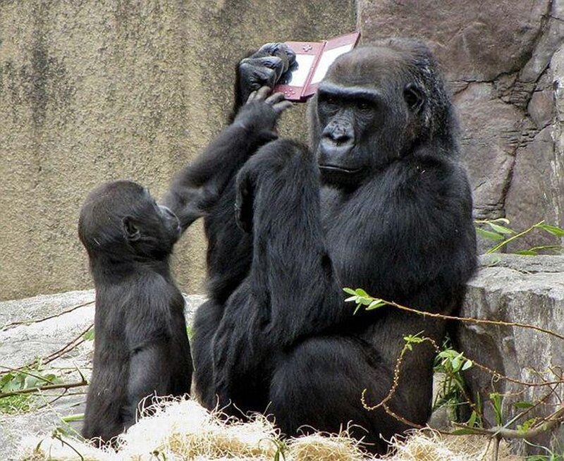 Gorilla and Baby Gorilla