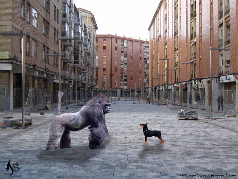 Gorilla and dog in city street