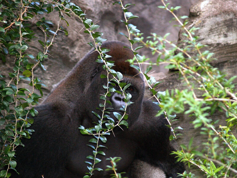 Gorilla Behind Foliage