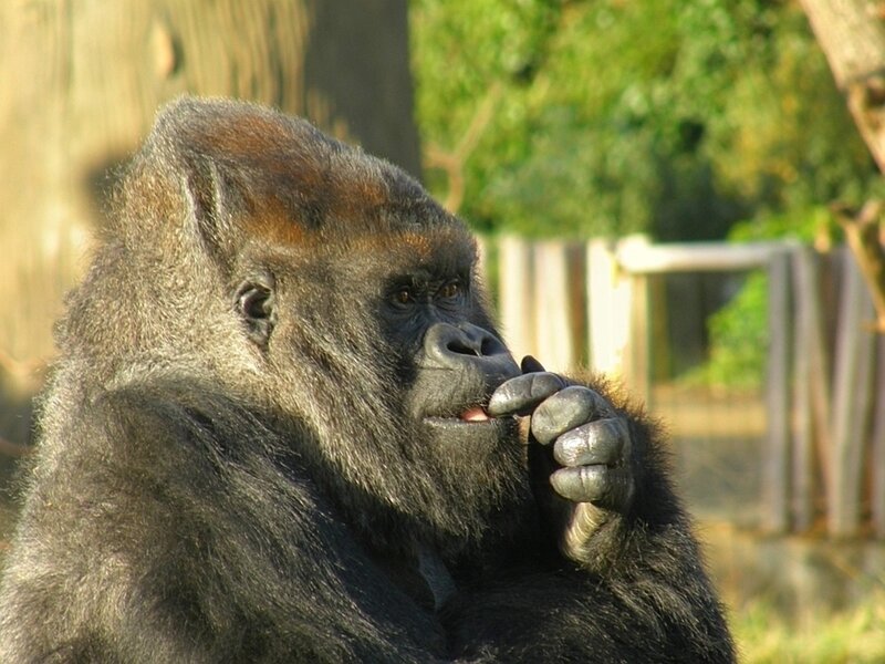 gorilla eating a fruit