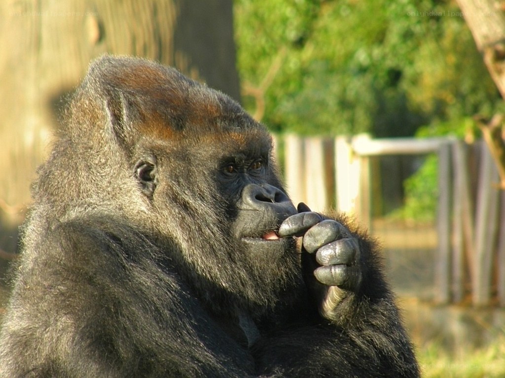 gorilla eating a fruit