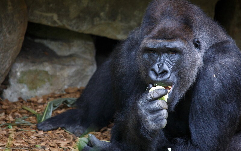 Gorilla Eating Apple