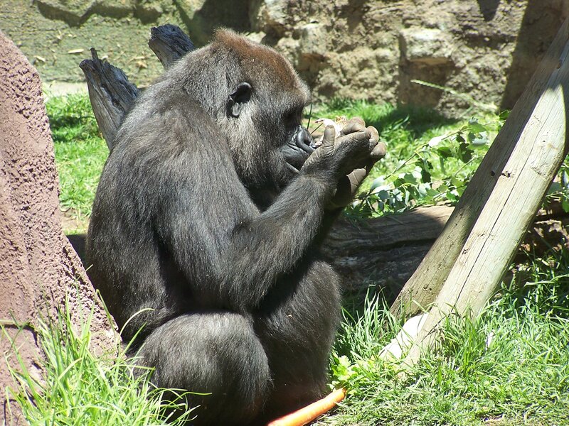 Gorilla Eating Food