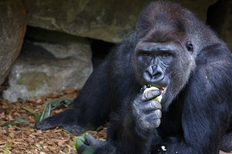 Gorilla Eating Fruit — Black, Calm