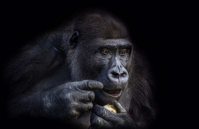 Gorilla Eating Fruit — Black
