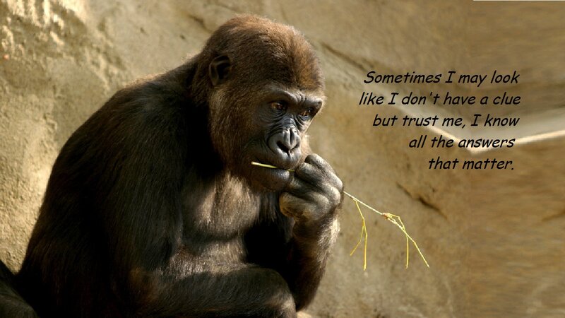 Gorilla Eating Grass