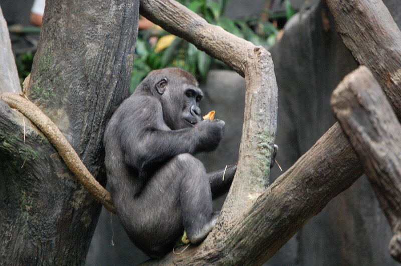 gorilla eating in tree