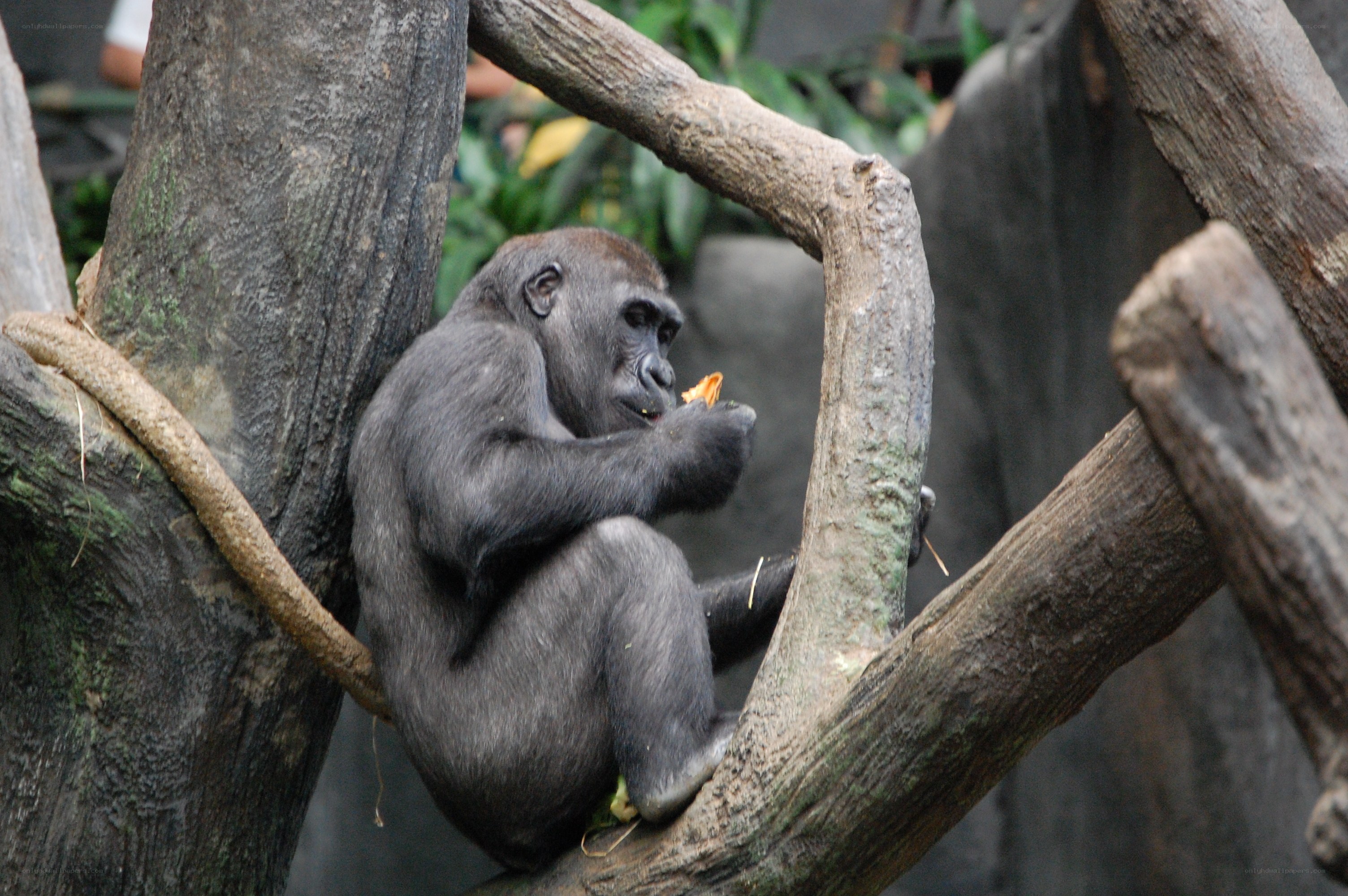 gorilla eating in tree