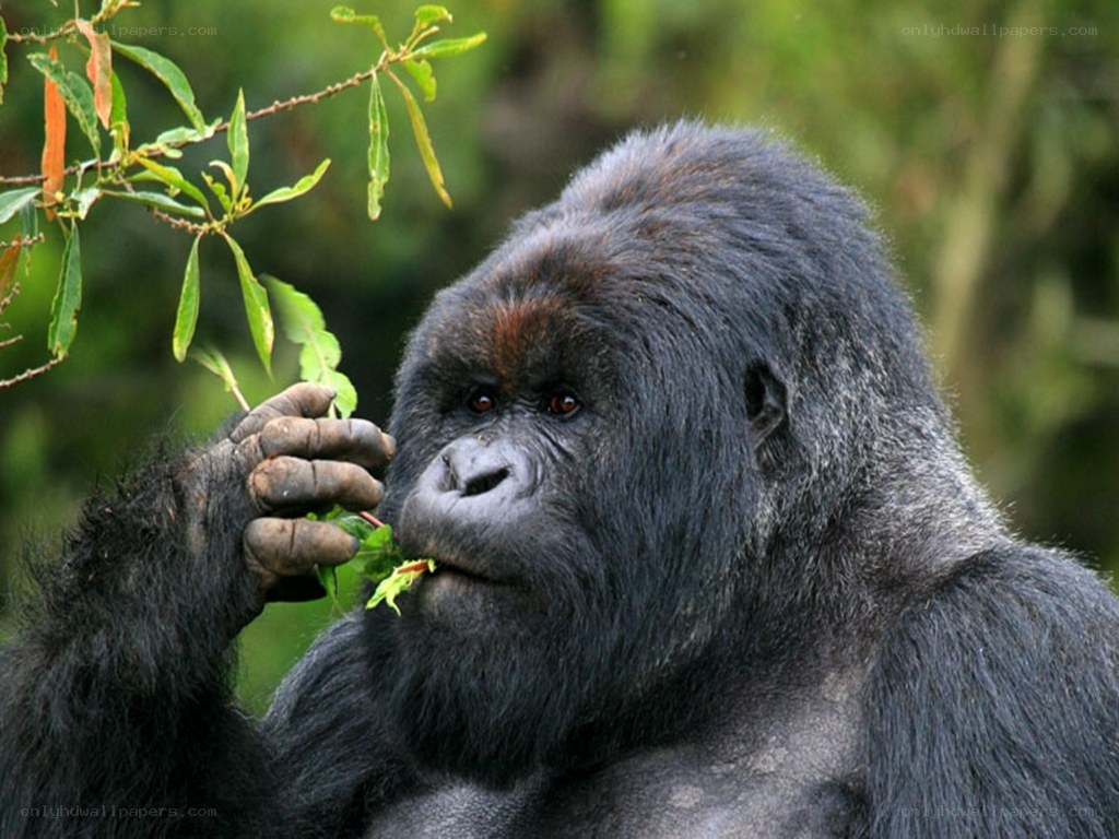 gorilla eating leaves