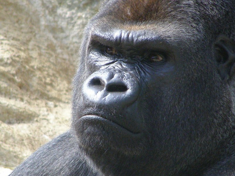 Gorilla Face — Black
