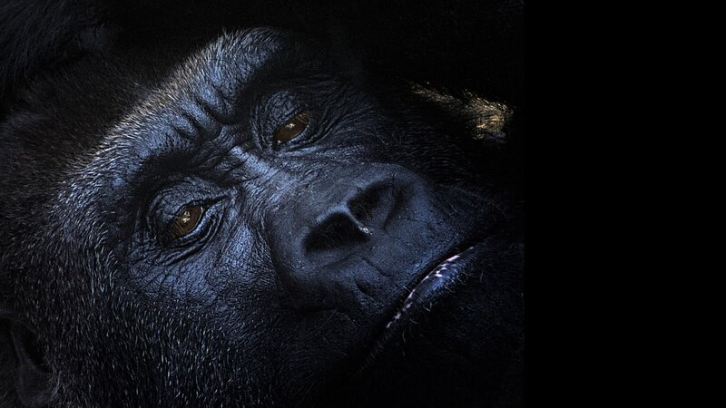 Gorilla Face Close-up — Black, Dramatic, Night
