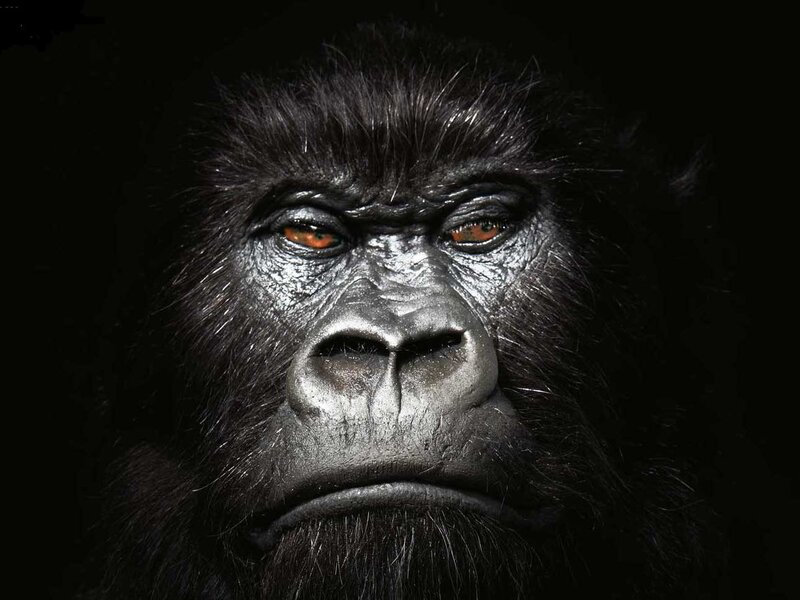 Gorilla Face Close-up — Black, Dramatic, Photograph, Eyes, Fur