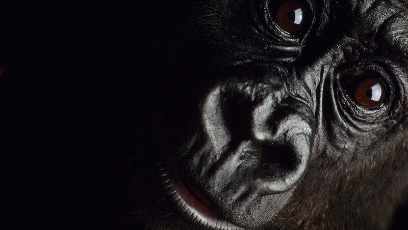 Gorilla Face Close-up — Black, Dramatic, Photograph, Eyes, Nose