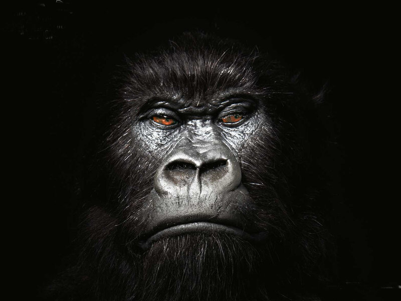 Gorilla Face Close-up — Black, Dramatic, Photograph, Eyes