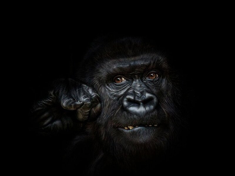 Gorilla Face Close-up — Black, Dramatic, Photograph, Hand